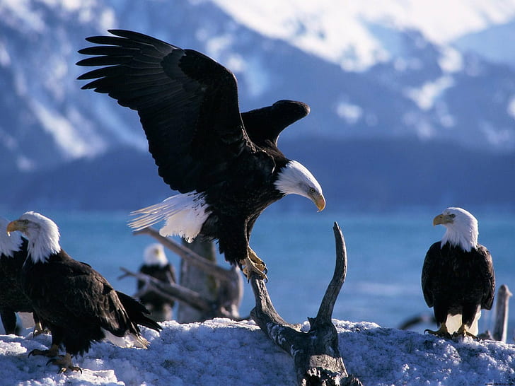 Wings Extended Bald Eagles, wings, extended, bald, eagles, HD wallpaper