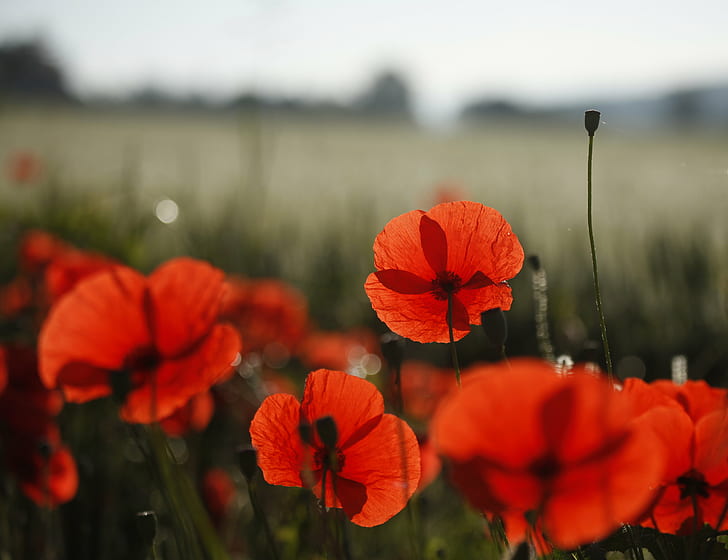 red petaled flower, roadside, poppies, red, flower, edge, wayside, road, cornfield, blur, translucence, dew, sparkles, stalks, sunlit, translucent, weeds, petals, morning, lines, light, france, flowers, distortion, delicate, curves, bright, bokeh, blurry, backlit, transient, rye, here today, gone tomorrow, life cycles, fleeting, here today  gone tomorrow, photo, poppy, nature, field, summer, meadow, rural Scene, plant, outdoors, beauty In Nature, yellow, springtime, HD wallpaper