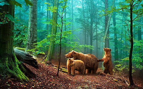 три медведя гризли в лесу цифровые обои, медведи, животные, лес, HD обои HD wallpaper