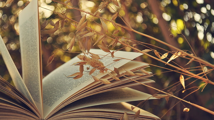 book, forest, bokeh, leaf, plant, sunlight, branch, photography, twig, light, nature, HD wallpaper