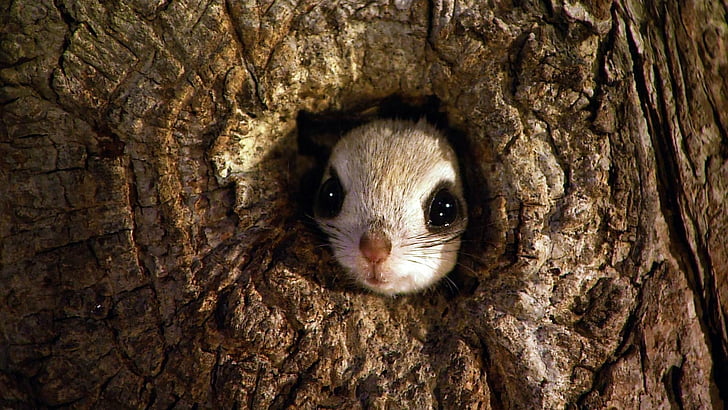 Animal, écureuil volant, visage, écureuil volant de nain japonais, écureuil, arbre, Fond d'écran HD