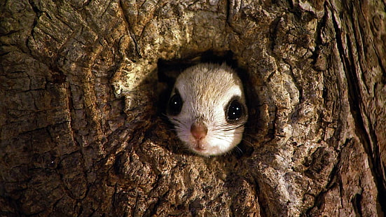 Animal, écureuil volant, visage, écureuil volant de nain japonais, écureuil, arbre, Fond d'écran HD HD wallpaper