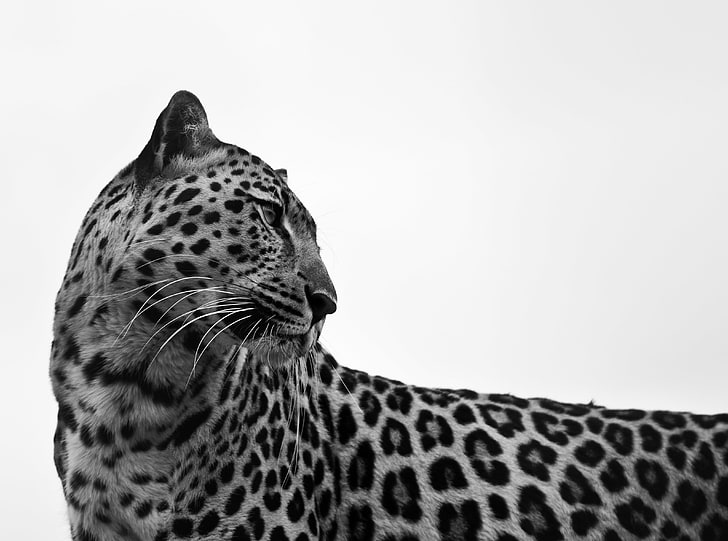 Leopard, brown leopard animal, Black and White, Wild, Leopard, Animal, HD wallpaper