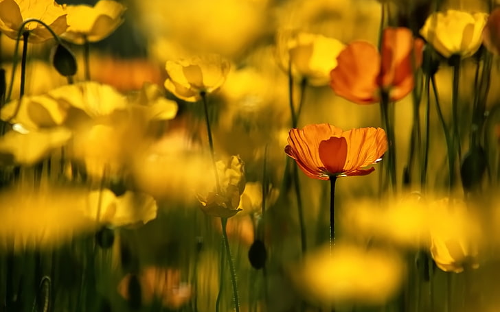 flores amarillas y anaranjadas, flores, amarillo, flor, Fondo de pantalla HD