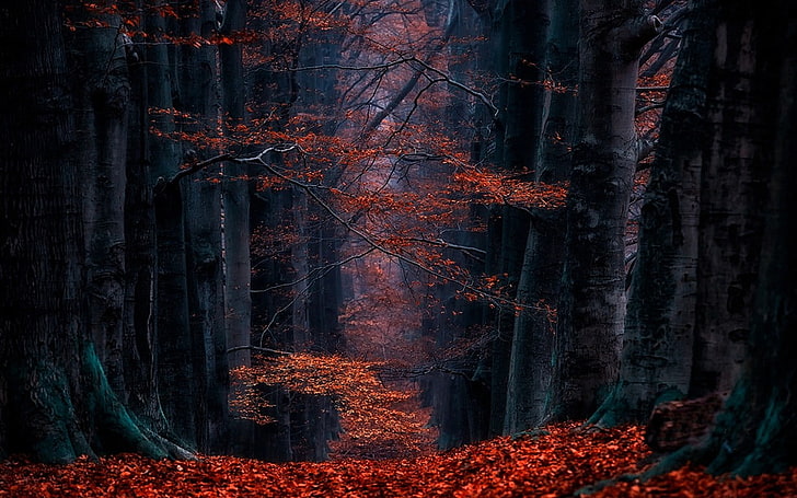 czerwone liściaste drzewa, fotografia krajobrazowa klonu w lesie, Holandia, las, liście, ścieżka, krajobraz, natura, jesień, drzewa, Tapety HD