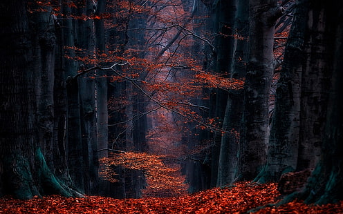 красные лиственные деревья, пейзажная фотография клена в лесу, Нидерланды, лес, листья, тропинка, пейзаж, природа, осень, деревья, HD обои HD wallpaper