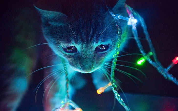 Yavru kedi ve ışıklar, Yavru kedi, Işıklar, HD masaüstü duvar kağıdı