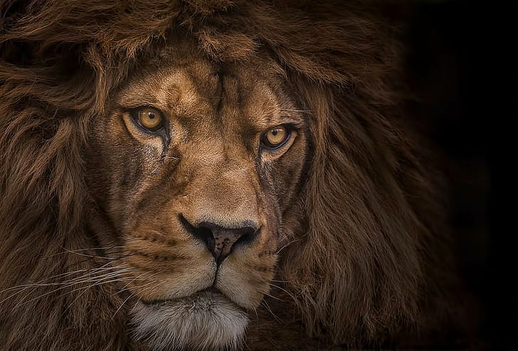 fotografía de vida silvestre de un león, león, Fondo de pantalla HD