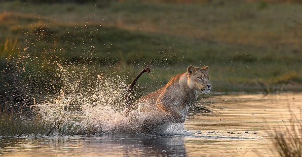 สัตว์น้ำสิงโตแมวใหญ่, วอลล์เปเปอร์ HD HD wallpaper