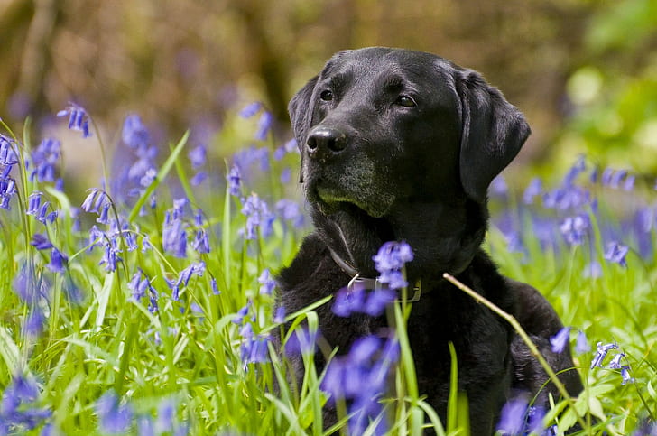 Labrador retriever, preto labrador retriever, labrador retriever, cão, flores, sinos, HD papel de parede