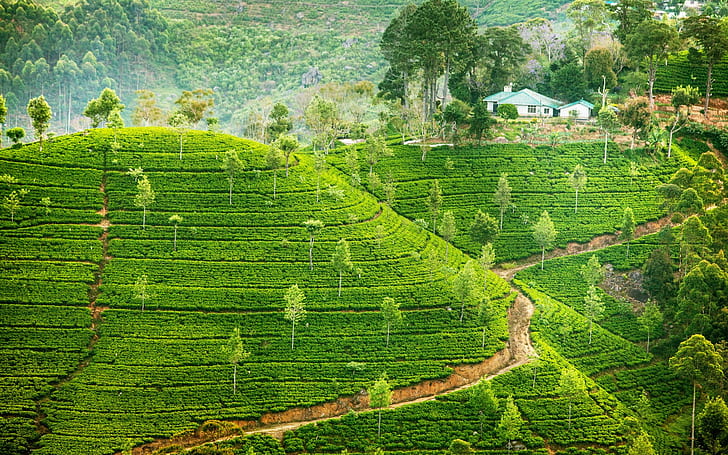 plantación de té, Fondo de pantalla HD