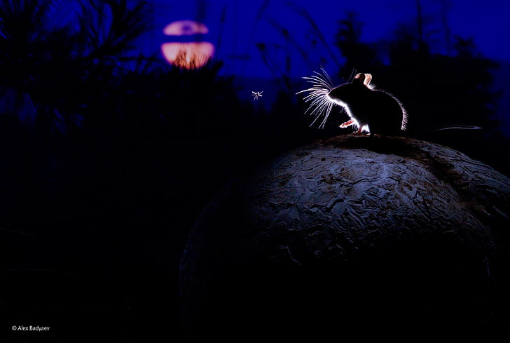 black rat, nature, plants, animals, mice, Montana, USA, mushroom, Mosquito, silhouette, midnight, Moon, moonlight, photography, HD wallpaper