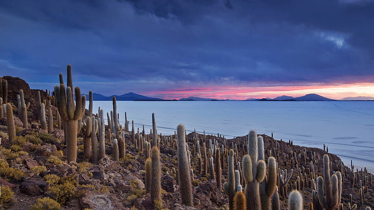 cactus, nature, sky, Bolivia, plants, HD wallpaper