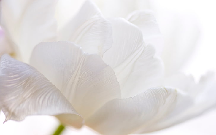 white tulip flower, tulip, petals, flower, stalk, HD wallpaper