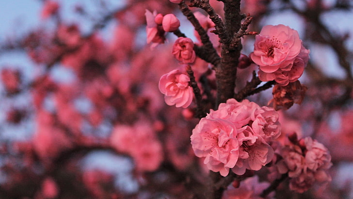 شجرة زهر الكرز الوردي ، زهر، خلفية HD