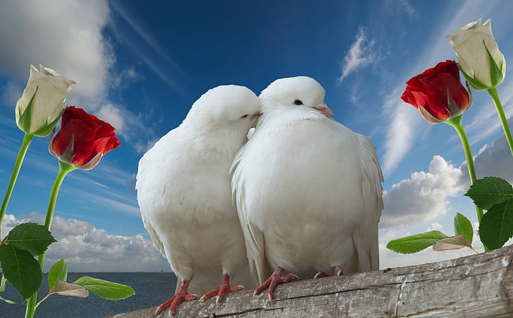 два белых голубя, голуби, пара, роза, небо, любовь, HD обои