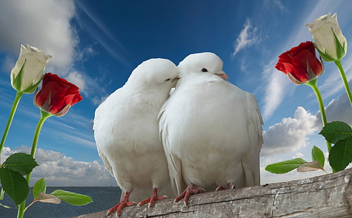 two white pigeons, doves, couple, rose, sky, love, HD wallpaper HD wallpaper