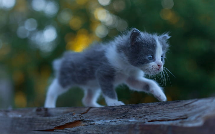 Lindo gatito bebé, peludo, caminar, Lindo gatito, Bebé, peludo, caminar, Fondo de pantalla HD