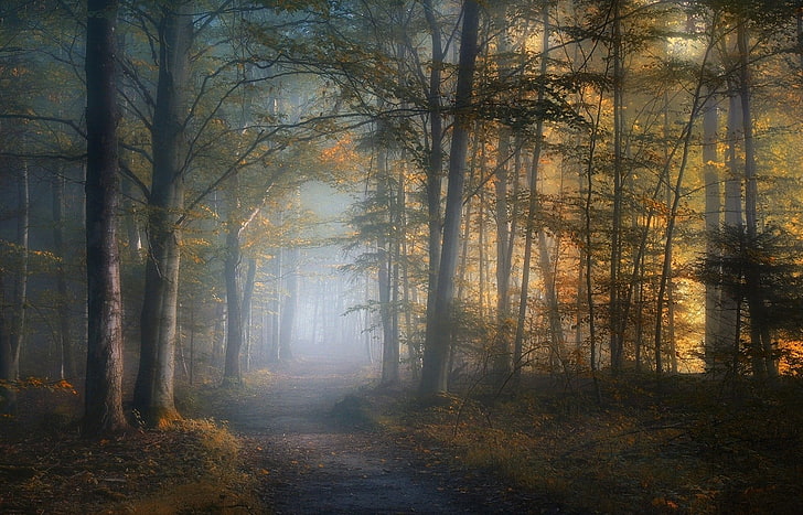 pathway between tall trees wallpaper, dirt path between trees with fog, mist, path, fall, forest, leaves, trees, sunlight, morning, nature, landscape, dirt road, HD wallpaper