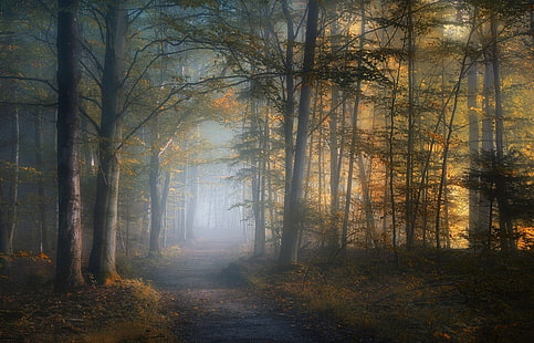 път между високи дървета тапет, мръсотия път между дървета с мъгла, мъгла, пътека, падане, гора, листа, дървета, слънчева светлина, сутрин, природа, пейзаж, черен път, HD тапет HD wallpaper