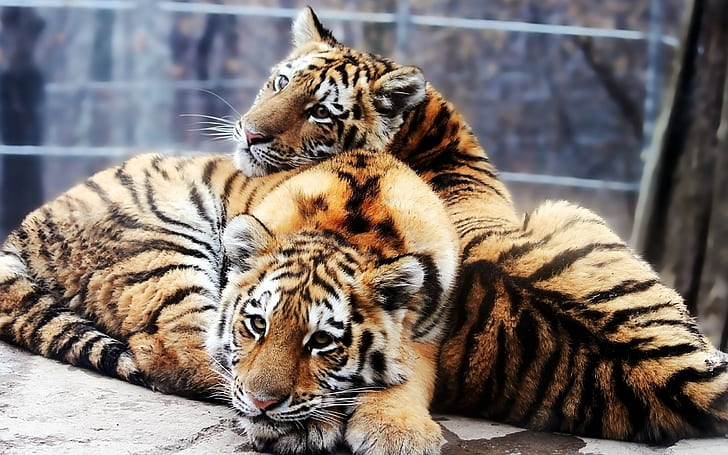 Tigers, Couple, Young, Lie, HD wallpaper