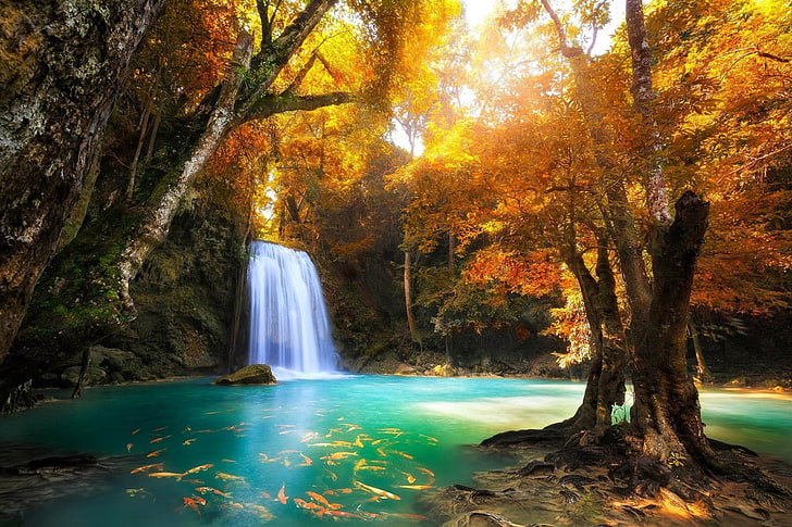 滝、エラワンの滝、秋、魚、紅葉、フォレスト、自然、池、タイ、ツリー、熱帯、ターコイズ、滝、 HDデスクトップの壁紙