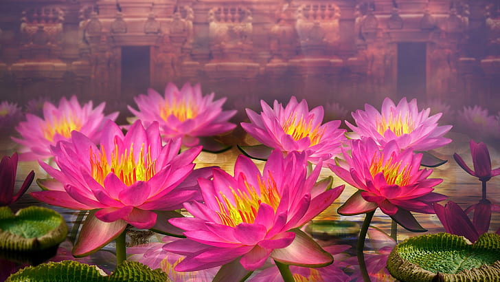 ดอกบัวสีชมพู Water Lilies วอลล์เปเปอร์ HD สำหรับเดสก์ท็อป 2560 × 1440, วอลล์เปเปอร์ HD