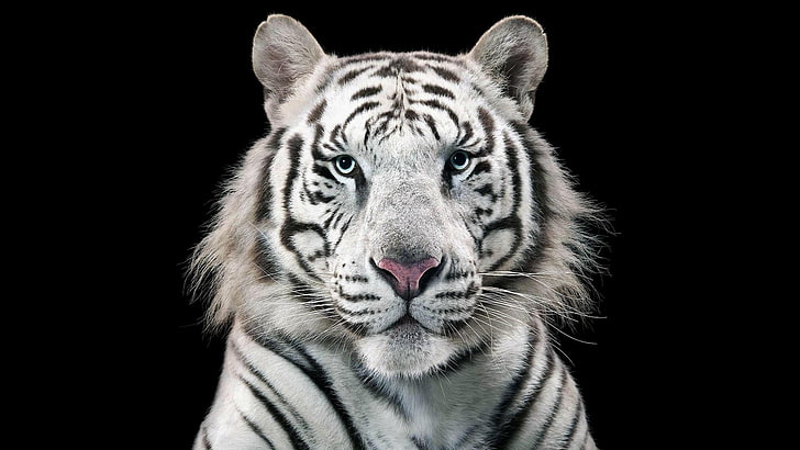 bengal tiger, animals, HD wallpaper