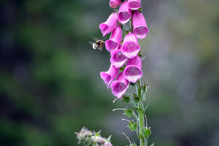 purple bell flower, flowers, macro, bees, insect, pink flowers, plants, HD wallpaper