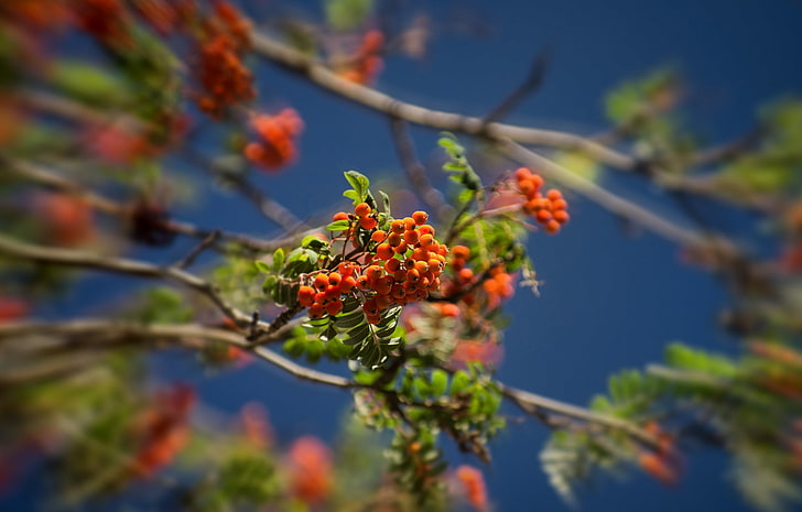 the sky, branches, berries, tree, Rowan, HD wallpaper