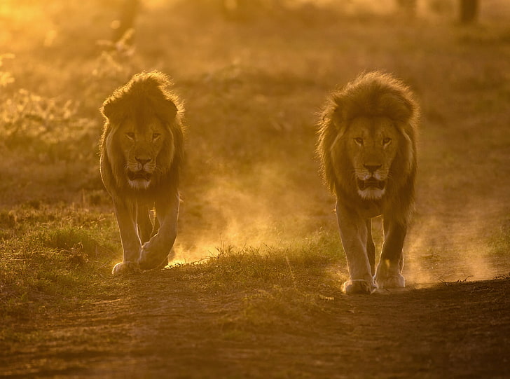 Two Male Lions Habitat, Travel, Africa, Sunrise, View, Walking, Protect, Nature, Scenery, Wild, Trip, Dawn, Road, Photography, Lions, Species, Backlit, Park, Male, Animal, Tanzania, Holiday, conservation, Natural, Adventure, Safari, wildlife, Expedition, habitat, Tour, Destination, visit, touristattraction, eastafrica, dusty, tourism, Preserve, ndutu, malelions, HD wallpaper