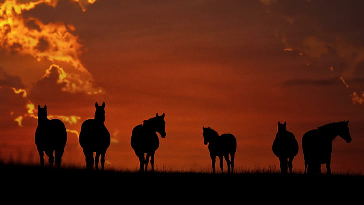 Лошади в силуэте, шесть лошадей силуэт пейзажная живопись, лошади, дикие, животные, красота, облака, животные, HD обои