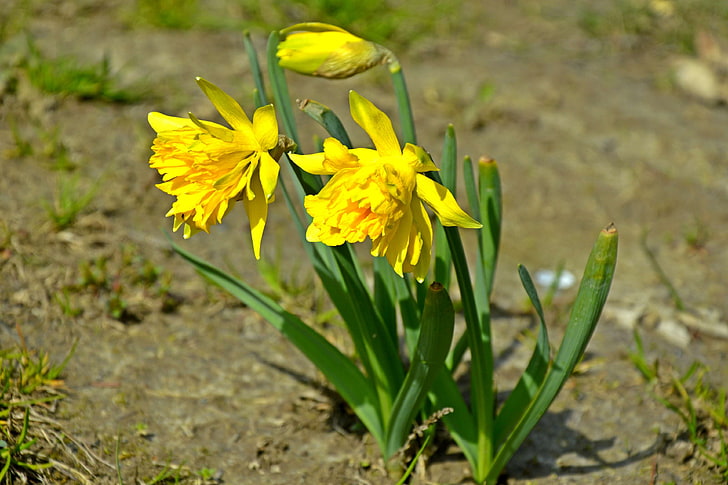 Kwiaty, Natura, Wiosna., HD masaüstü duvar kağıdı