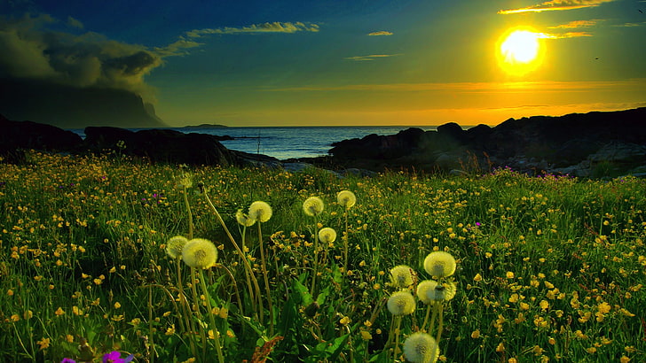 dandelions, evening, sunset, flower field, field, landscape, sea, sky, glow, scenery, grass, HD wallpaper
