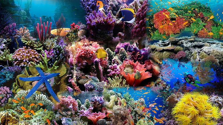 Undersea Life, corals and fish photo, water, aquarium, ocean, widescreen, coral, reef, fish, animals, HD wallpaper