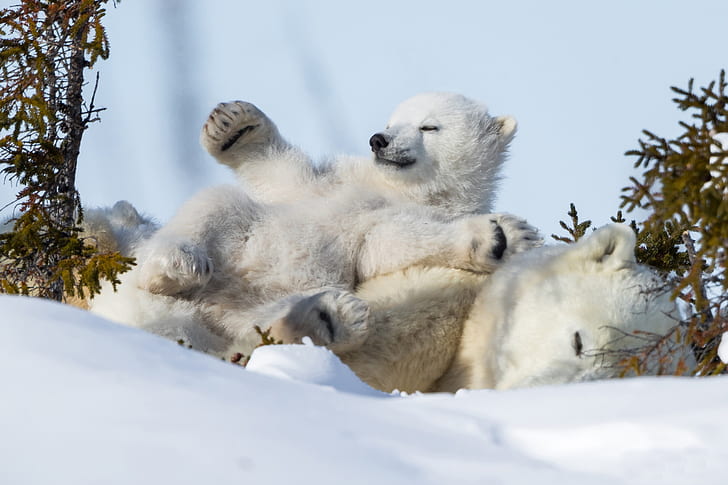 الشتاء ، الثلج ، البقاء ، النوم ، الدب ، البرد ، الدببة القطبية، خلفية HD