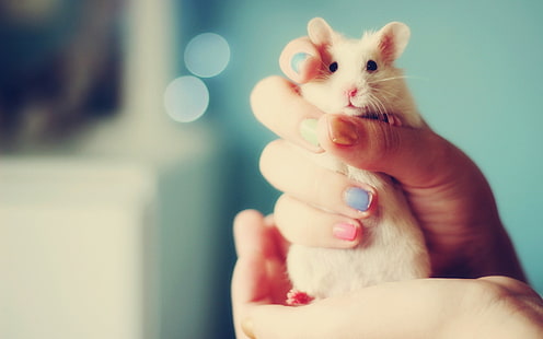 hamster krem, hamster, tangan, binatang, tikus, Wallpaper HD HD wallpaper