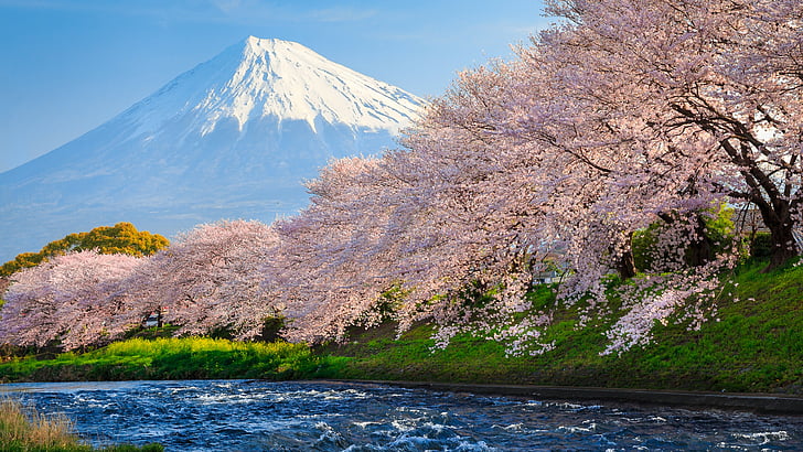 Fuji Dağı önünde kiraz çiçekleri, fuji, 4k, HD duvar kağıdı, sakura, nehir, japonya, seyahat, turizm, National Geographic Traveler Photo Contest, HD masaüstü duvar kağıdı