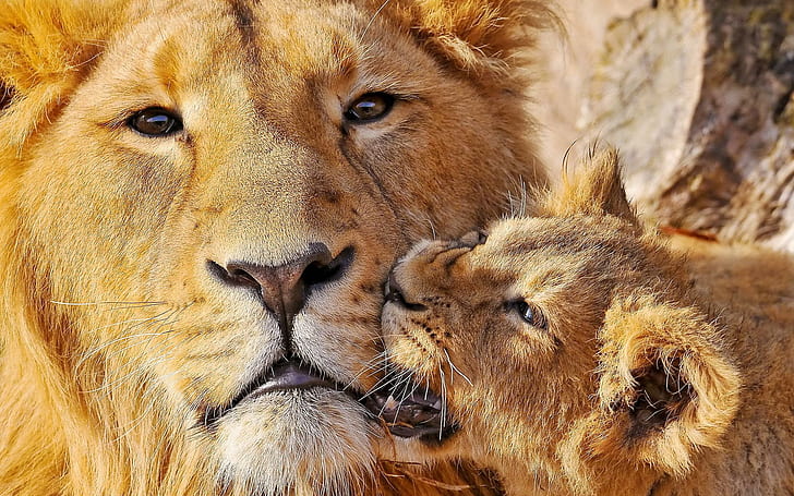 Детеныш кусает своего отца, фотография льва и детеныша, животные, 1920x1200, лев, HD обои