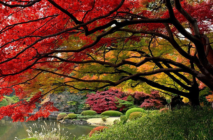 Photography, Fall, Japanese Garden, Tree, HD wallpaper | Wallpaperbetter