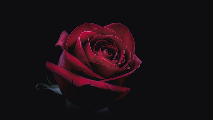red flower, red rose, rose, darkness, 8k uhd, HD wallpaper