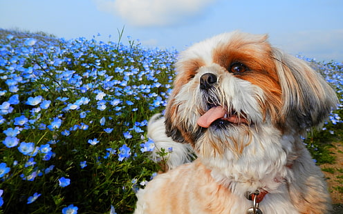 língua, flores, cachorro, focinho, nemihila, Shih Tzu, HD papel de parede HD wallpaper