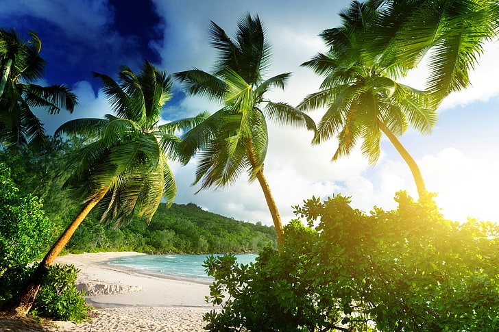 beach, landscape, palm trees, tropical, HD wallpaper