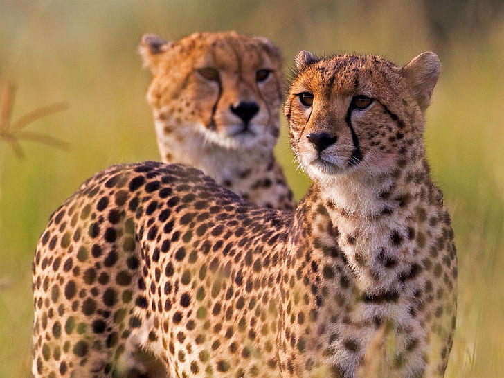 Cheetahs, vildkatt, Afrika, två geparder, Cheetahs, Wild, Cat, Africa, HD tapet