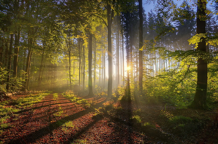 горска пътека, пейзаж снимка слънчеви лъчи в гората, дървета, природа, гора, слънчеви лъчи, сянка, черен път, листа, HD тапет