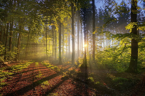 лесная тропа, пейзажная фотография солнечные лучи в лесу, деревья, природа, лес, солнечные лучи, тень, грунтовая дорога, листья, HD обои HD wallpaper