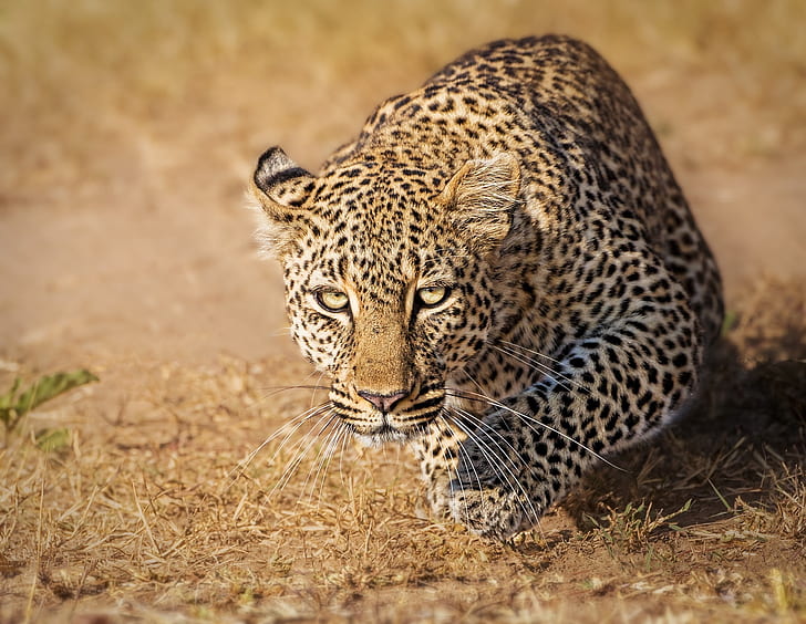 Mira, leopardo, gato salvaje, Kenia, Masai Mara, Fondo de pantalla HD