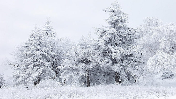 شجرة مغطاة بالثلج والثلج والشتاء والأشجار والطبيعة، خلفية HD