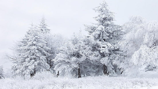 дерево покрыто снегом, снег, зима, деревья, природа, HD обои HD wallpaper