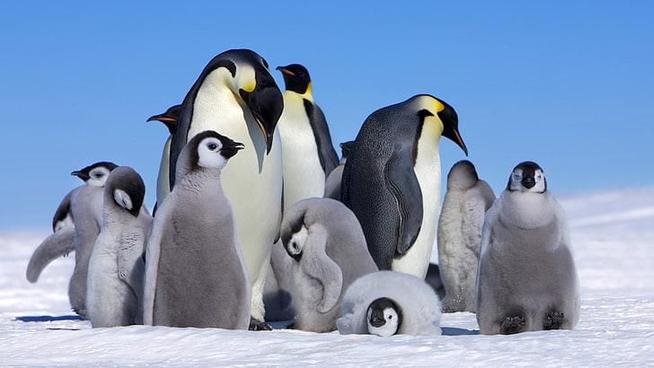 Vögel, Pinguin, Tier, Vogel, Küken, Kaiserpinguin, HD-Hintergrundbild